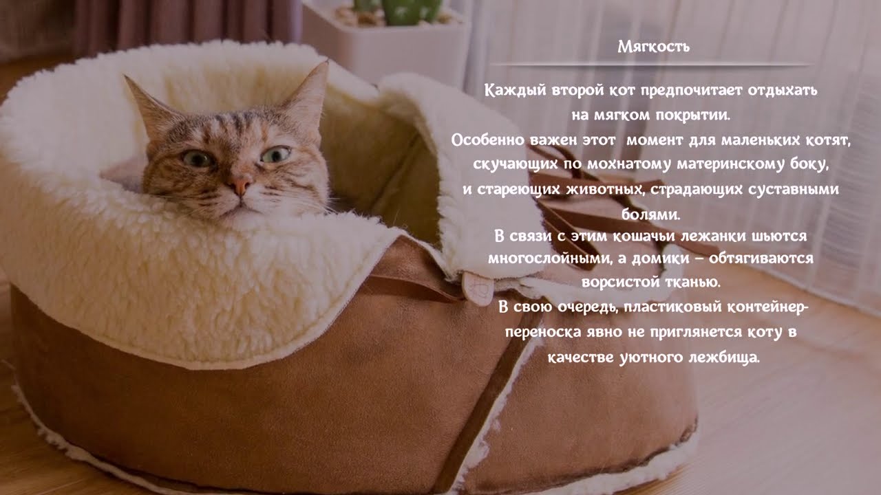 Список правил которые помогут приучить котенка к месту для сна в доме