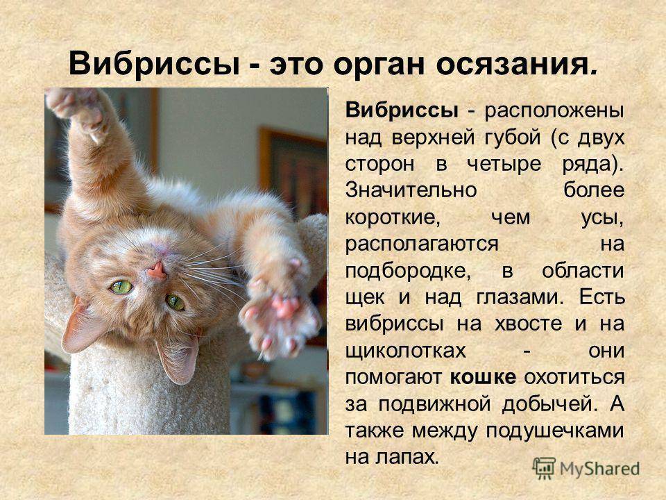 Любимый питомец - ветеринария кошек - зачем кошке усы
