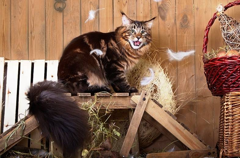 Злой мейн-кун: почему кот кусается, царапается и проявляет агрессию, причины и способы воспитания