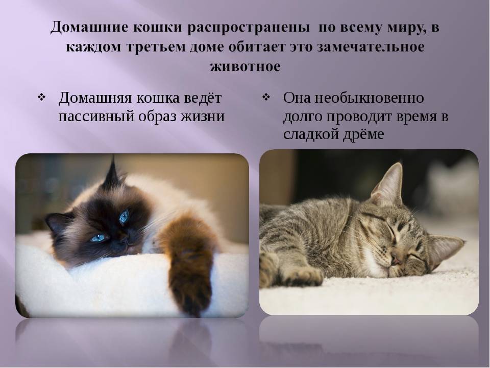 Как называют беспородных кошек. домашняя беспородная кошка. беспородные кошки в квартире отзывы владельцев, живут дольше породистых или нет в домашних условиях