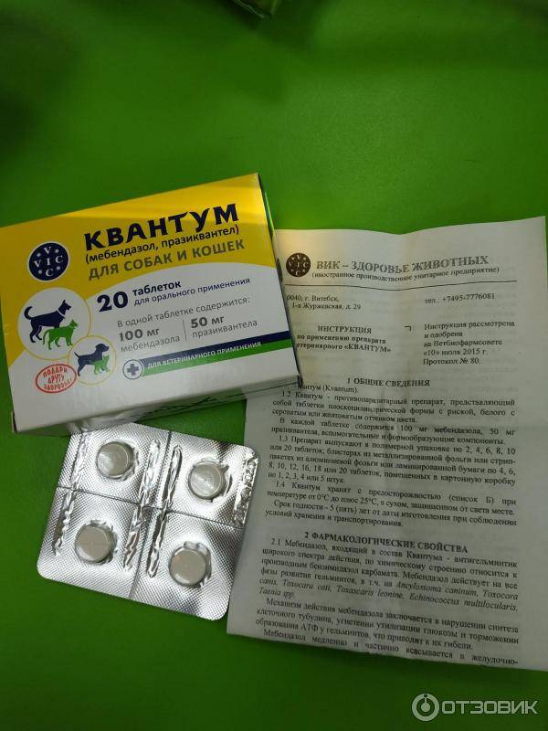 35 противоглистных препаратов для кошек: таблетки, капли, уколы