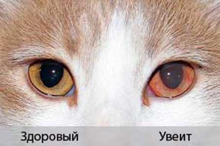 Третье веко у кошек