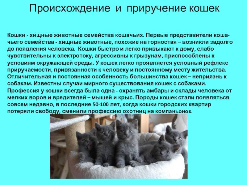 ᐉ как появились кошки? - ➡ motildazoo.ru
