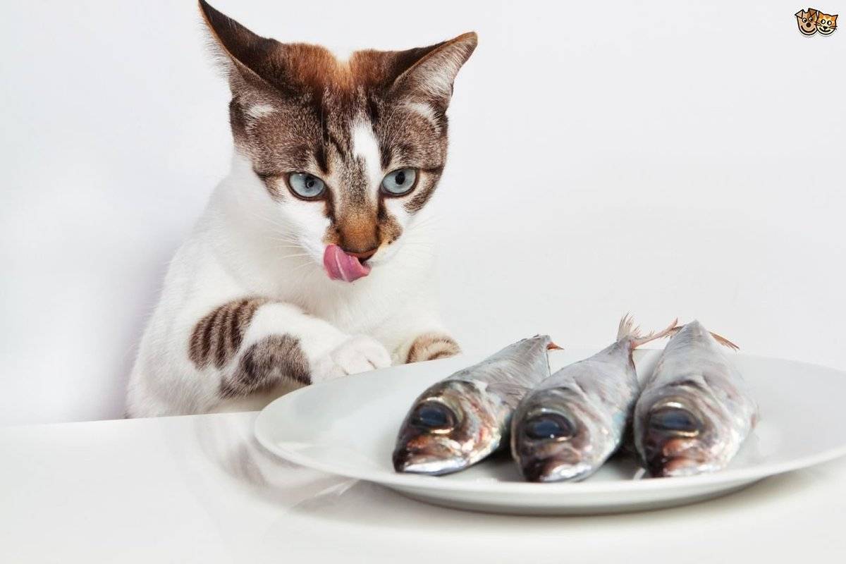 Можно ли кормить кошку рыбой: сырой, консервами, путассу и другие примеры