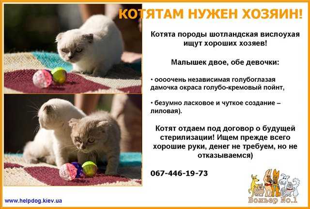 Как кормить вислоухого котёнка и взрослого питомца шотландской породы, какой корм выбрать для кота шотландца