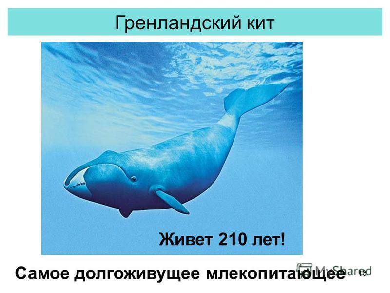 Где живет кит русский язык 1 класс. Гренландский (Полярный кит) классификация. Сколько лет живут киты. Гренландский кит Продолжительность жизни. Синий кит и Гренландский.
