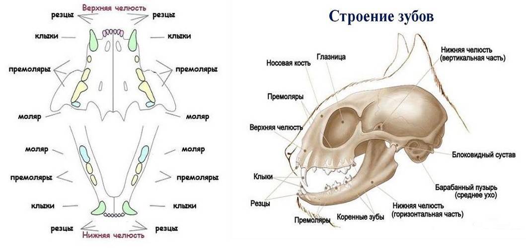 Скелет собаки: строение черепа, позвоночника, конечностей