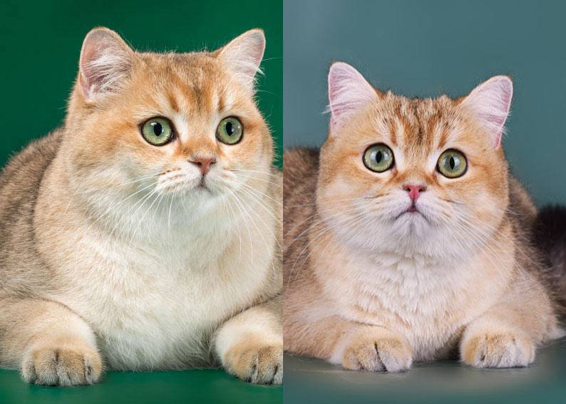 Порода кошек шиншилла: описание, фото, характер.