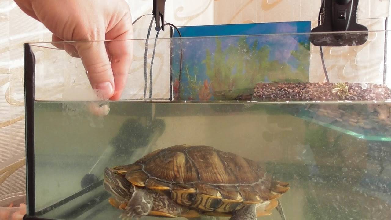 Черепаха температура воды в аквариуме. Аквариум для красноухой черепахи. Аквариумная черепаха красноухая. Аквариумные Черепашки красноухие. Черепаха водная красноухая.
