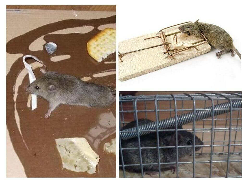 Способы ловли крысы в домашних условиях