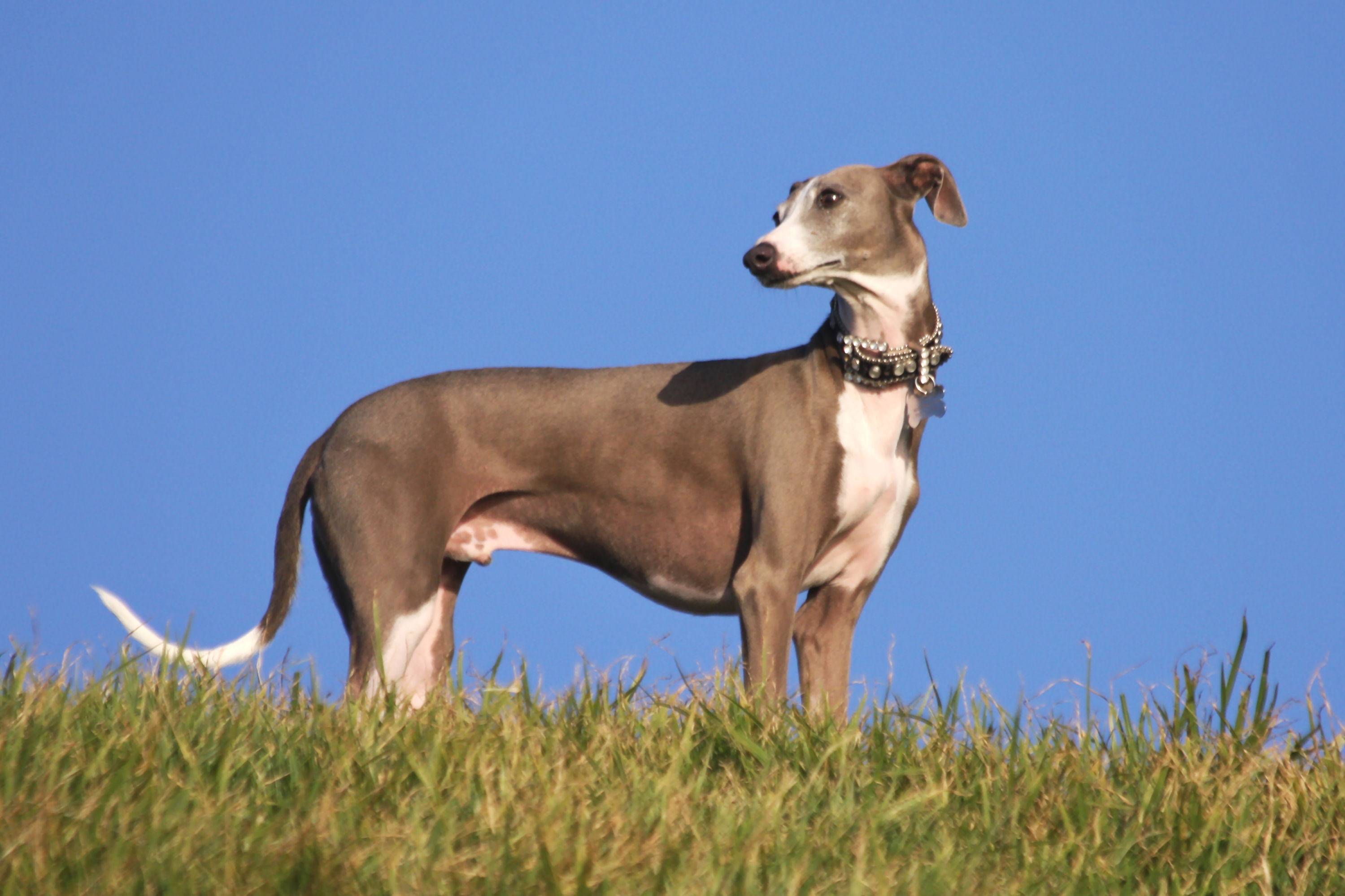 Грейхаунд – английская порода охотничьих собак