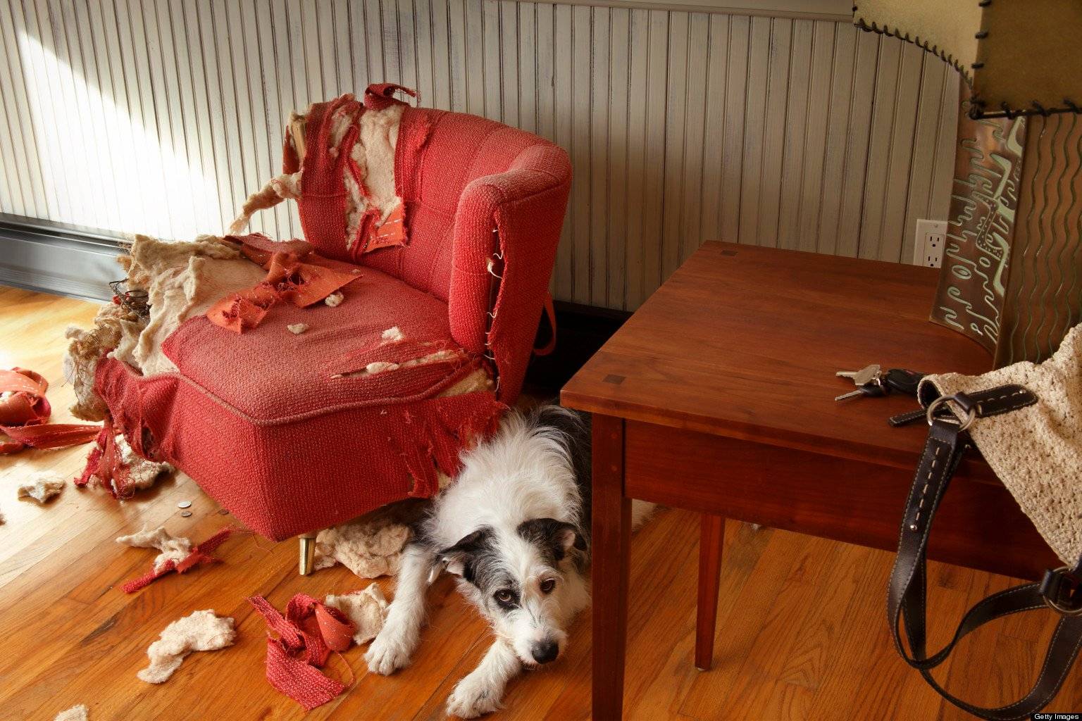 Как обустроить место для собаки в квартире или доме