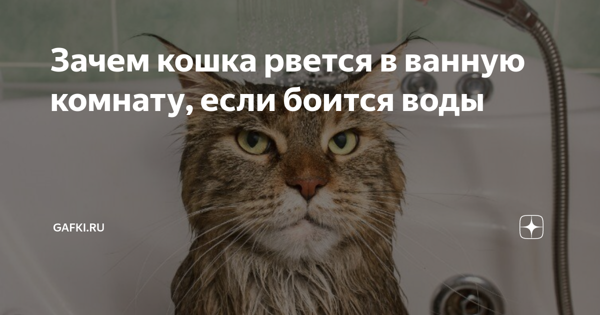 Как искупать сопротивляющуюся кошку с минимальным ущербом для себя