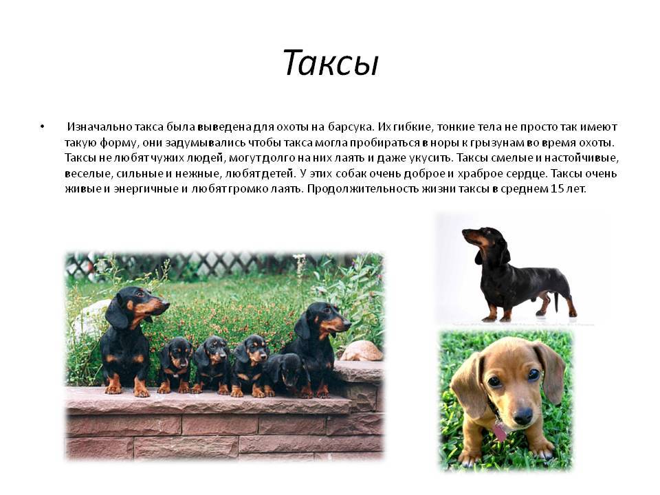 Такса: описание собаки, характер, фото, содержание и уход