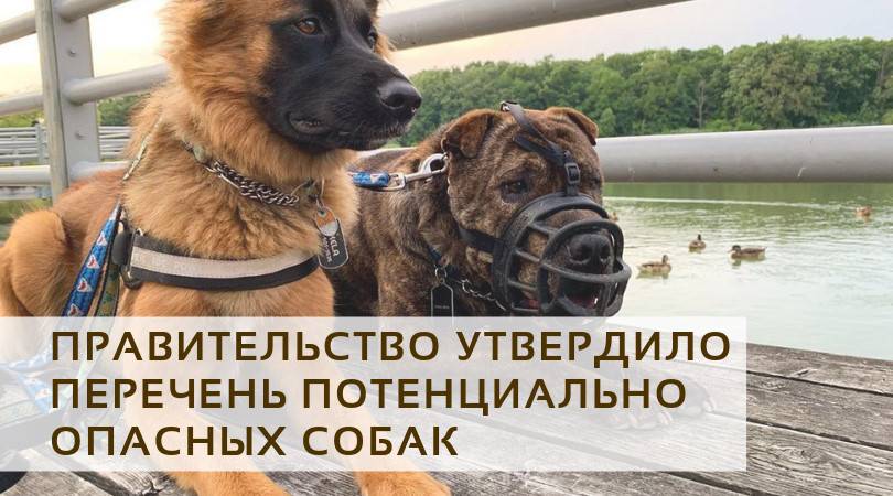 Обновленный перечень опасных пород собак в 2019 году составили в мвд