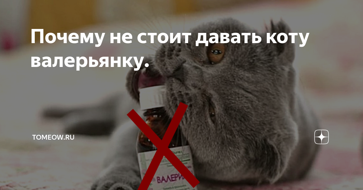 Коты и валерьянка: почему они так ее любят и можно ли давать