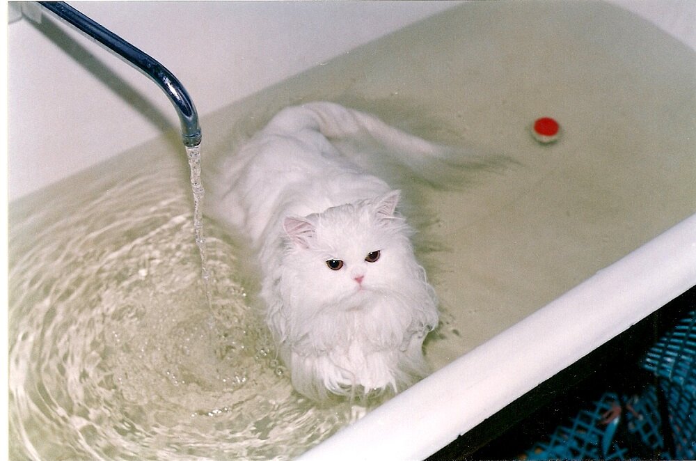 Почему коты боятся воды?