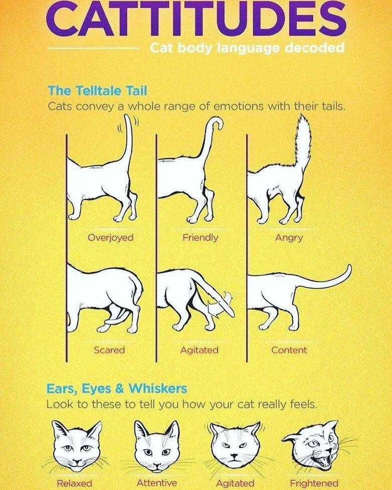 Как понять язык кошек: по хвосту, глазам и жестам | ваши питомцы