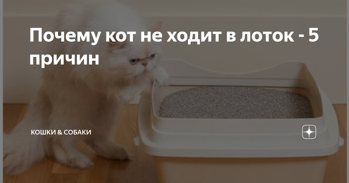 Почему котенок писает на кровать. Собака ходит в лоток кошки. Почему котёнок начал гадить. Почему котик не ходит в лоток?. Почему кот перестал ходить.