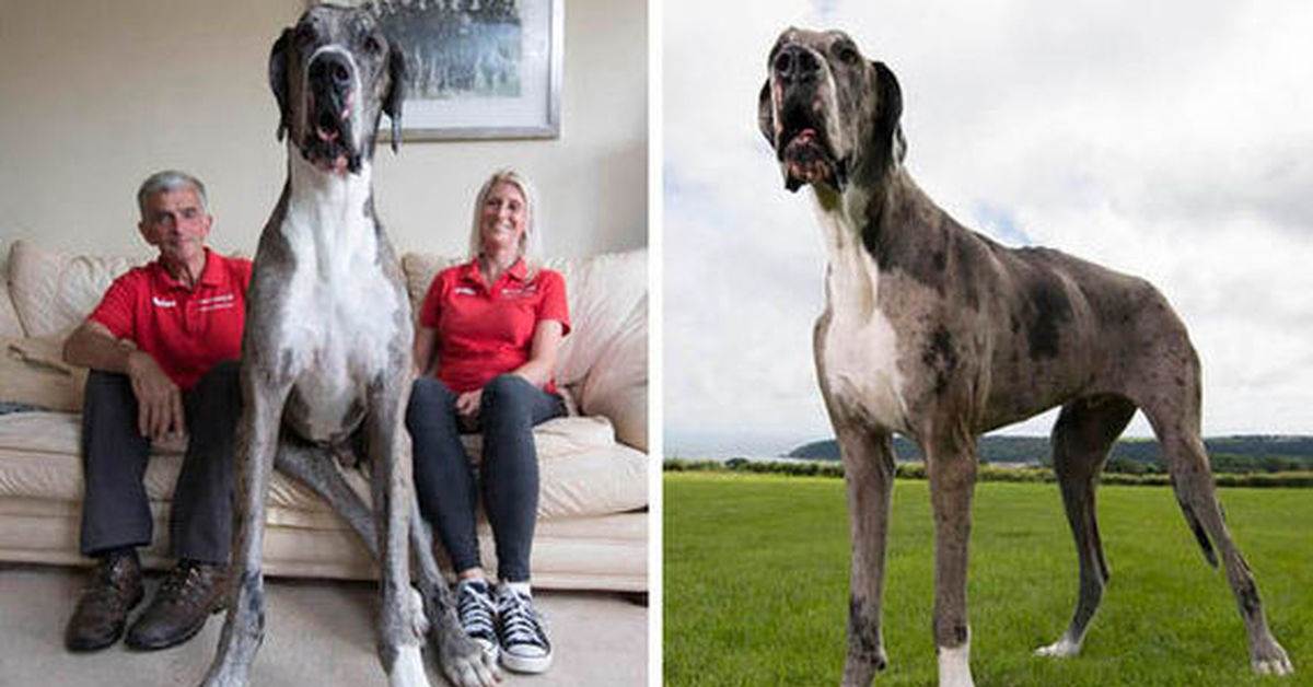 Самая большая собака в мире: обзор самых крупных, высоких пород