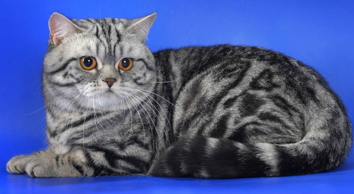 Шотландская прямоухая кошка (скоттиш-страйт): добрый и верный пушистый друг