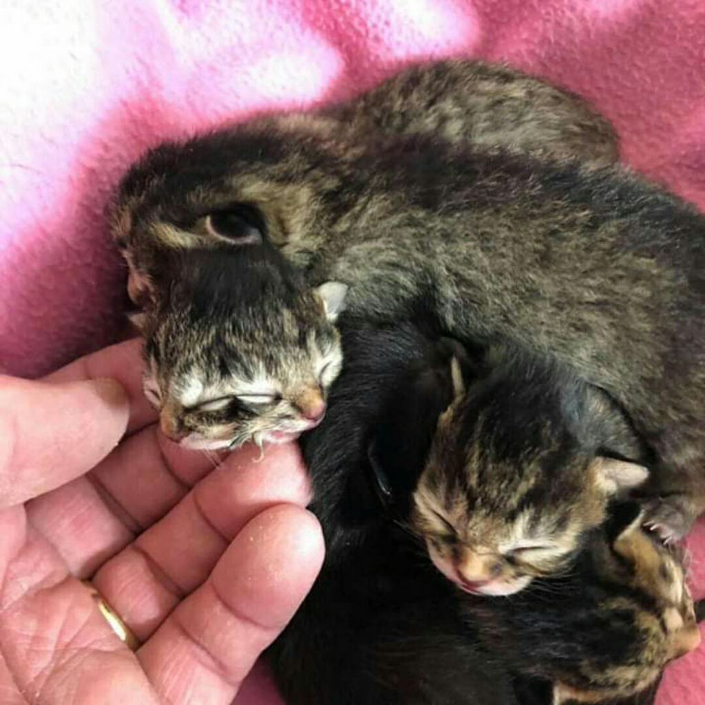 Двуликий кот Фрэнк и Луи. Двухголовый кот Фрэнк и Луи. Новорожденные котята. Какие котята рождаются у черной кошки