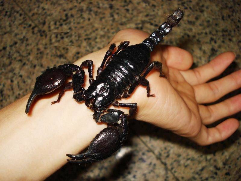 Как избавиться от скорпионов: самые эффективные методики