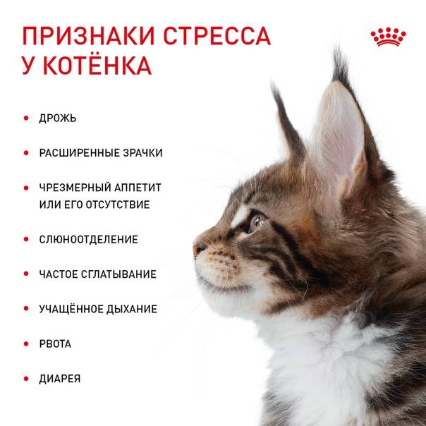 Как определить, что у вашей кошки депрессия - wikihow