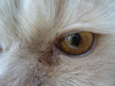Выделения из глаз у кошек коричневого цвета: причины и лечение