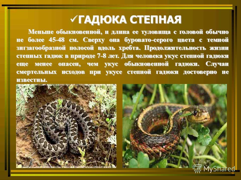 Как выглядит гадюка: фото и описание, рацион и ареал обитания - animallist.ru