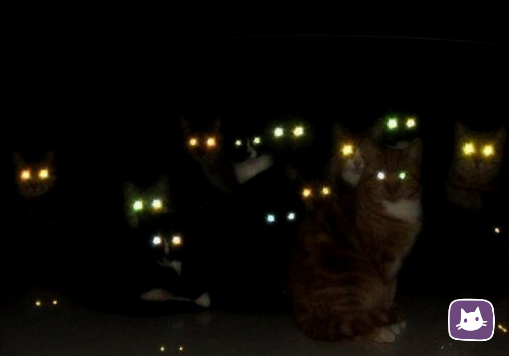 Видят ли мыши в темноте. Кошка со светящимися глазами. Глаза светятся в темноте. У кошки светятся глаза в темноте. Кошачьи глаза светятся.