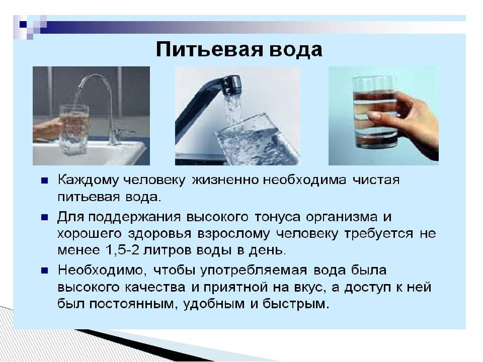 Чем кормить джунгарских хомяков