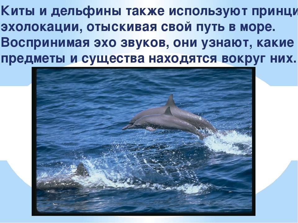 Дельфины