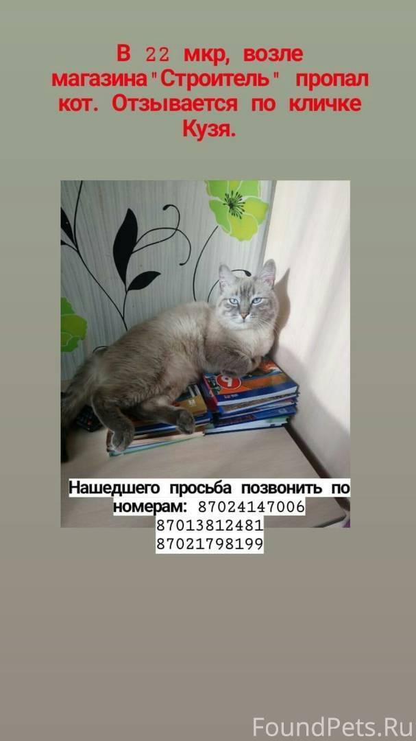Почему у кота пропал голос?