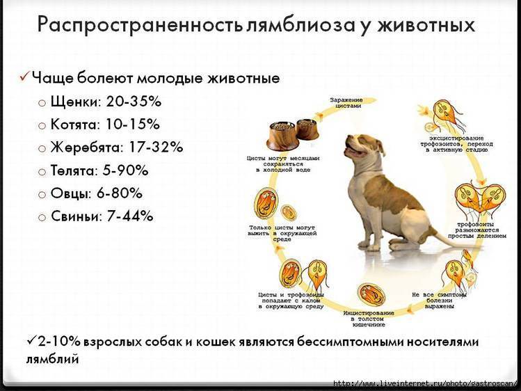Лямблиоз у собак: скрытая угроза