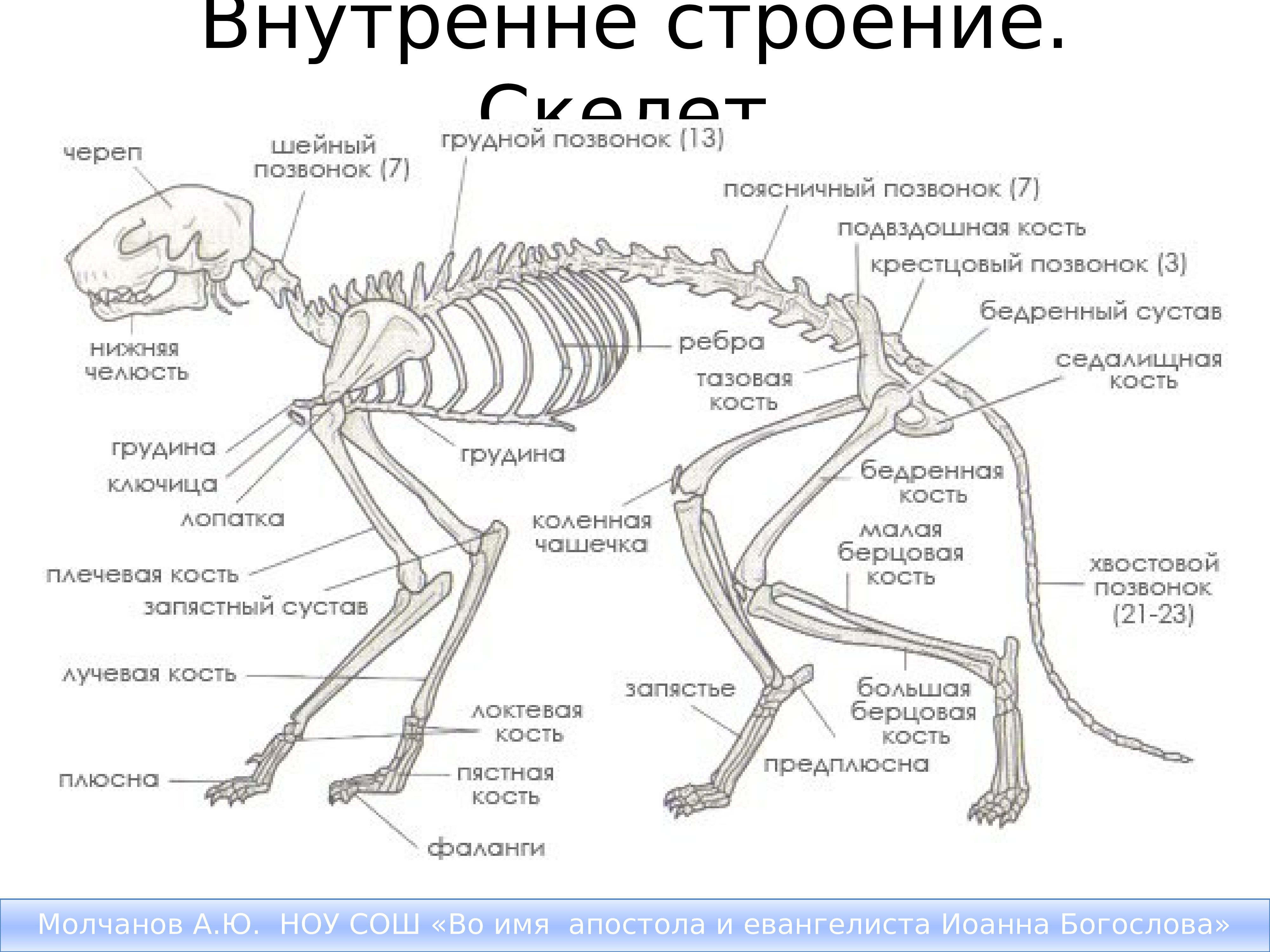 Особенности строения кошек: подробное описание анатомии внутренних органов