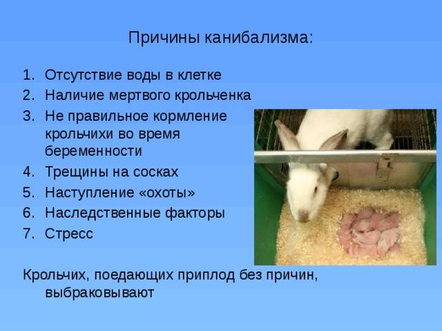 Беременность и роды у декоративныx кроликов