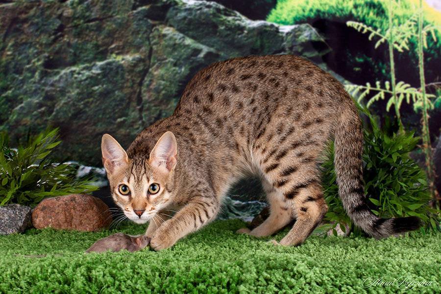 Саванна кошка. описание, особенности и уход за породой кошек саванна