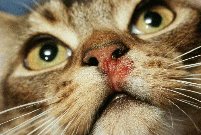 Кальцивироз кошек (кальцивирусная инфекция)