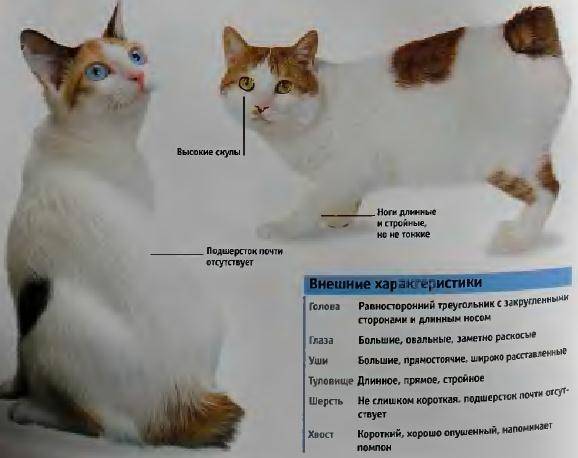 Японский бобтейл: описание породы, фото кошки, характер и поведение, отзывы владельцев