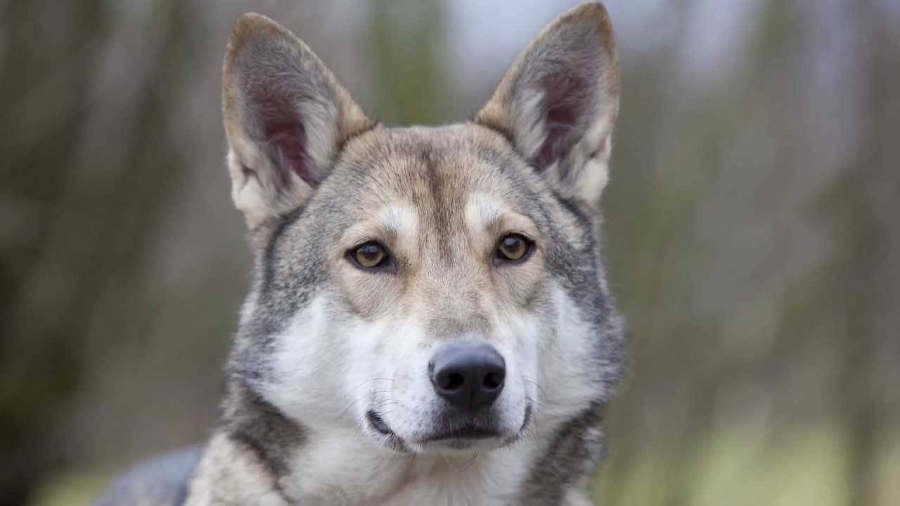 Волкособ: общая характеристика, описание гибридных пород собаки и волка