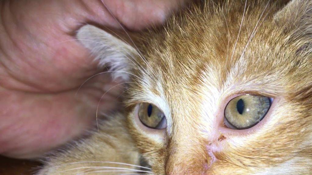 Хламидиоз у кошек: причины и симптомы, первая помощь, лечение