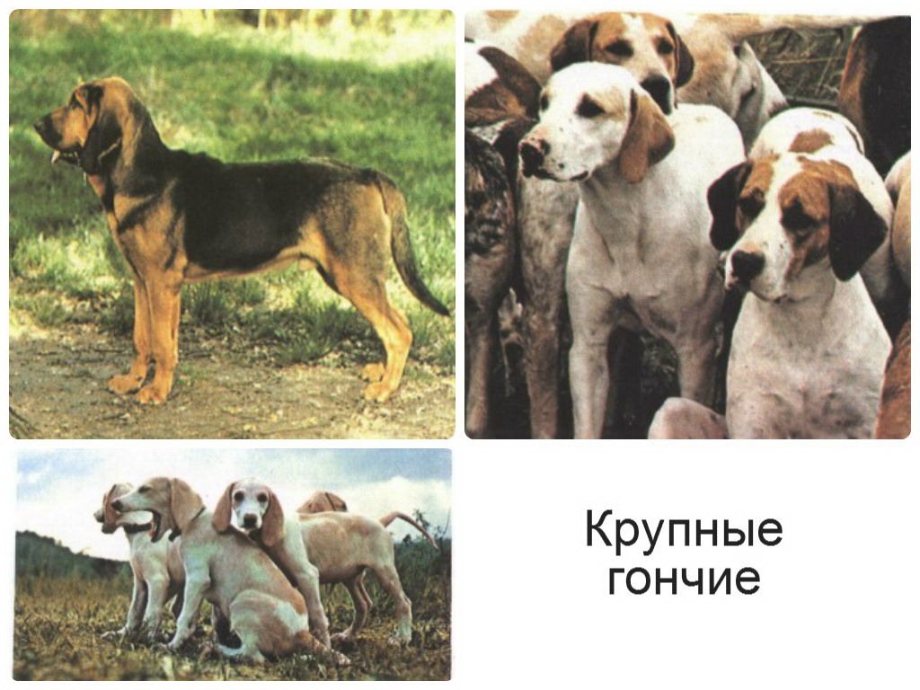 Породы гончих собак * русская и эстонская с фото