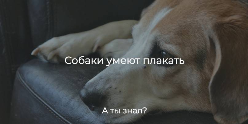 Собачьи слезы: могут ли собаки плакать?