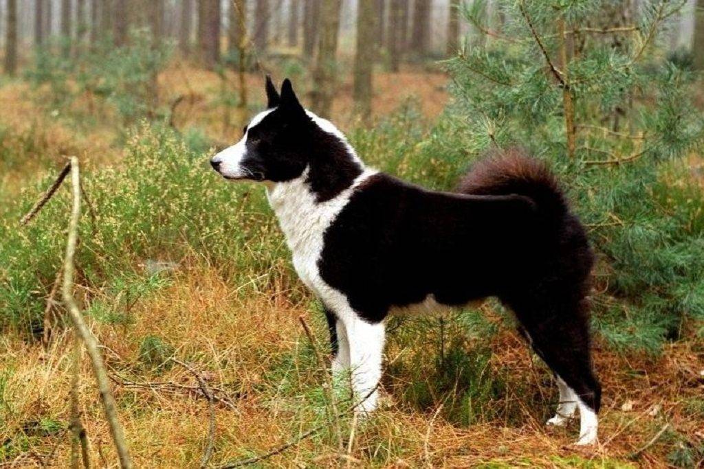 Карельская медвежья собака: охотник, загоняющий зверя в любых условиях