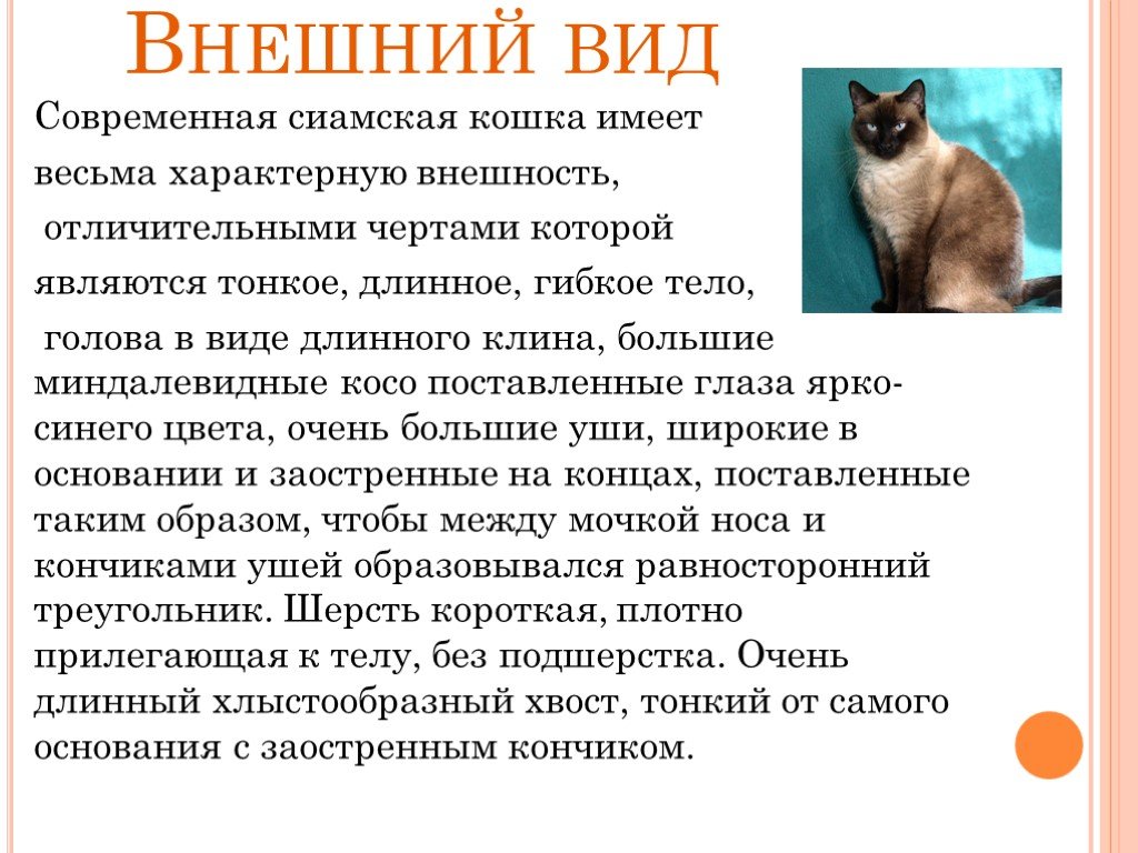 Анатолийская кошка: описание породы