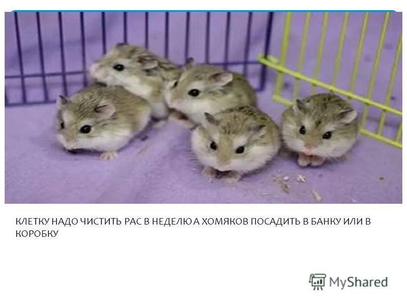 Сколько живут хомяки