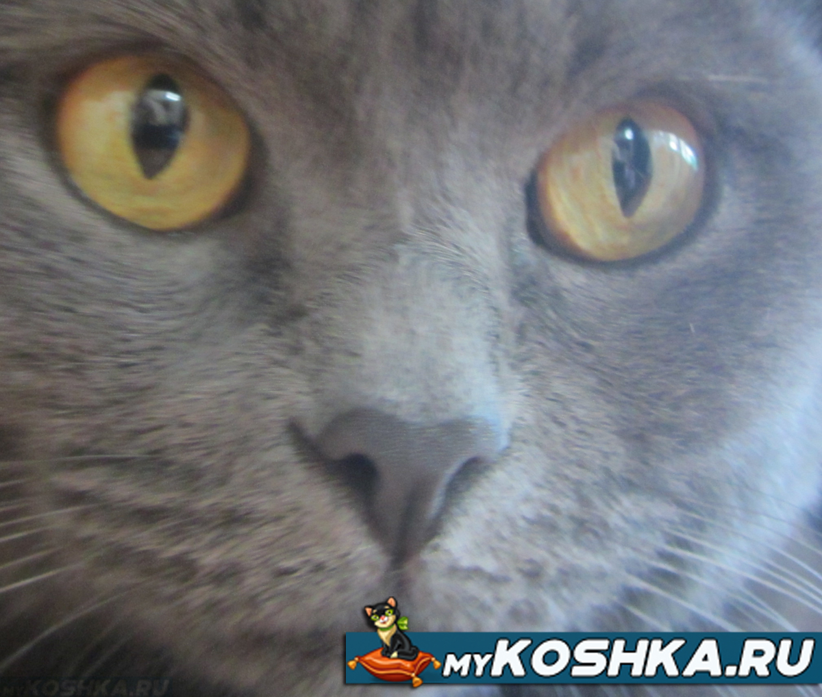 Почему сухой нос у кошки, котенка: причины, что делать