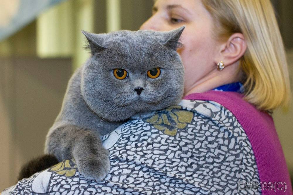 До какого возраста растут коты и кошки разных пород