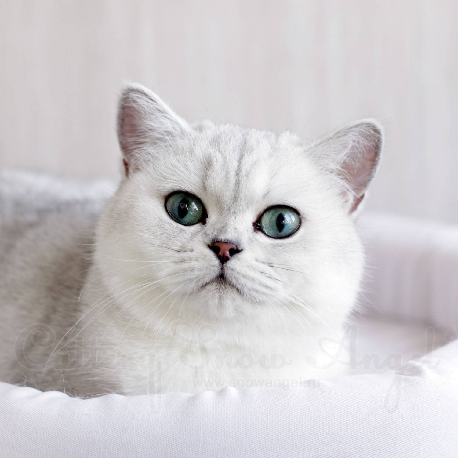 Кошка британская шиншилла: характер и внешность кота, уход за питомцем и его содержание, выбор котёнка и фото золотого британца